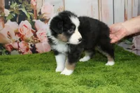 Diego, a male Australian Shepherd for sale in Fair Play, MO – Photo 2 of 6