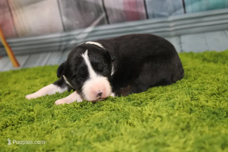 Diego – Australian Shepherd puppy for sale in Fair Play, MO