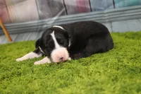 Diego, a male Australian Shepherd for sale in Fair Play, MO – Photo 1 of 6