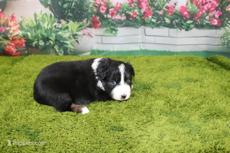 Diego – Australian Shepherd puppy for sale in Fair Play, MO
