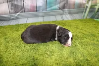 Delta, a female Australian Shepherd for sale in Fair Play, MO – Photo 10 of 10