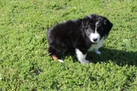 Diego, a male Australian Shepherd for sale in Fair Play, MO – 3 of 10