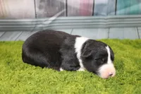 Diego, a male Australian Shepherd for sale in Fair Play, MO – Photo 6 of 6