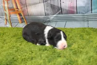 Diego, a male Australian Shepherd for sale in Fair Play, MO – Photo 4 of 6