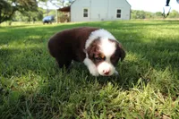 Serena, a female Australian Shepherd for sale in Fair Play, MO – 3 of 6