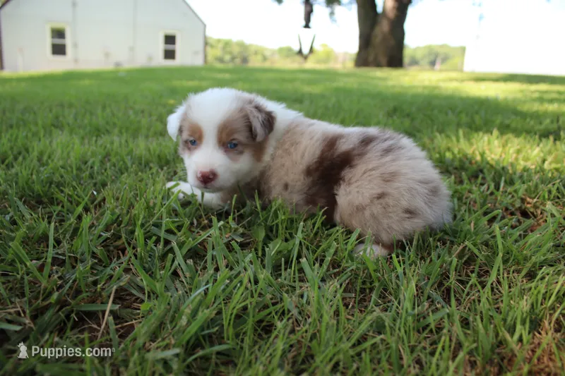 Seth – Australian Shepherd puppy for sale in Fair Play, MO