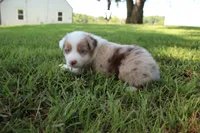 Seth, a male Australian Shepherd for sale in Fair Play, MO – 1 of 5