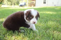 Shelby, a female Australian Shepherd for sale in Fair Play, MO – 3 of 4