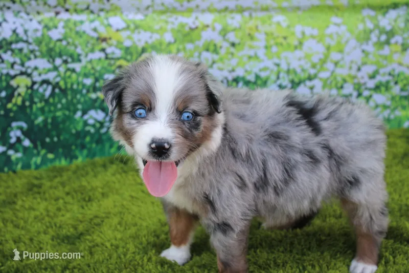 Loki – Australian Shepherd puppy for sale in Fair Play, MO