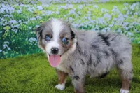 Loki, a male Australian Shepherd for sale in Fair Play, MO – 1 of 5