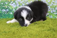 Lucky, a male Australian Shepherd for sale in Fair Play, MO – 6 of 7