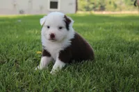 Sheldon, a male Australian Shepherd for sale in Fair Play, MO – 2 of 8