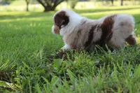 Skyla, a female Australian Shepherd for sale in Fair Play, MO – 5 of 6
