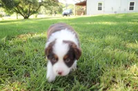 Serena, a female Australian Shepherd for sale in Fair Play, MO – 6 of 6