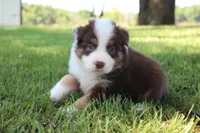 Smith, a male Australian Shepherd for sale in Fair Play, MO – 3 of 10