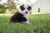 Sandy, a female Australian Shepherd for sale in Fair Play, MO – 4 of 8