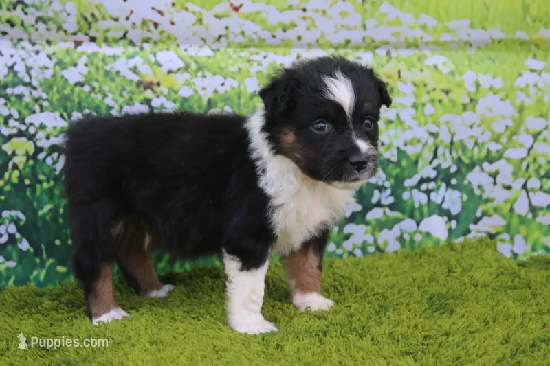 Leo – Australian Shepherd puppy for sale in Fair Play, MO