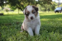 Skyla, a female Australian Shepherd for sale in Fair Play, MO – 2 of 6
