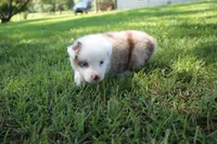 Simone, a female Australian Shepherd for sale in Fair Play, MO – 2 of 3