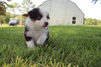 Sandy, a female Australian Shepherd for sale in Fair Play, MO – 3 of 8