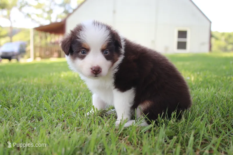 Sandy – Australian Shepherd puppy for sale in Fair Play, MO