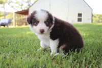 Sandy, a female Australian Shepherd for sale in Fair Play, MO – 1 of 8
