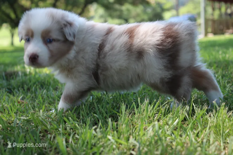 Sassy – Australian Shepherd puppy for sale in Fair Play, MO