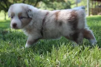 Sassy, a female Australian Shepherd for sale in Fair Play, MO – 1 of 6