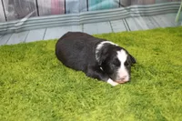 Delta, a female Australian Shepherd for sale in Fair Play, MO – Photo 4 of 10