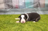 Della, a female Australian Shepherd for sale in Fair Play, MO – Photo 7 of 7