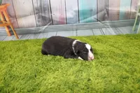 Delta, a female Australian Shepherd for sale in Fair Play, MO – Photo 8 of 10