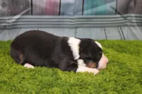 Della, a female Australian Shepherd for sale in Fair Play, MO – Photo 2 of 7