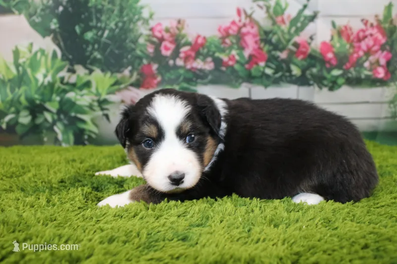 Della – Australian Shepherd puppy for sale in Fair Play, MO
