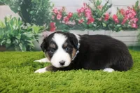 Della, a female Australian Shepherd for sale in Fair Play, MO – Photo 7 of 9