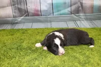 Delta, a female Australian Shepherd for sale in Fair Play, MO – Photo 6 of 10