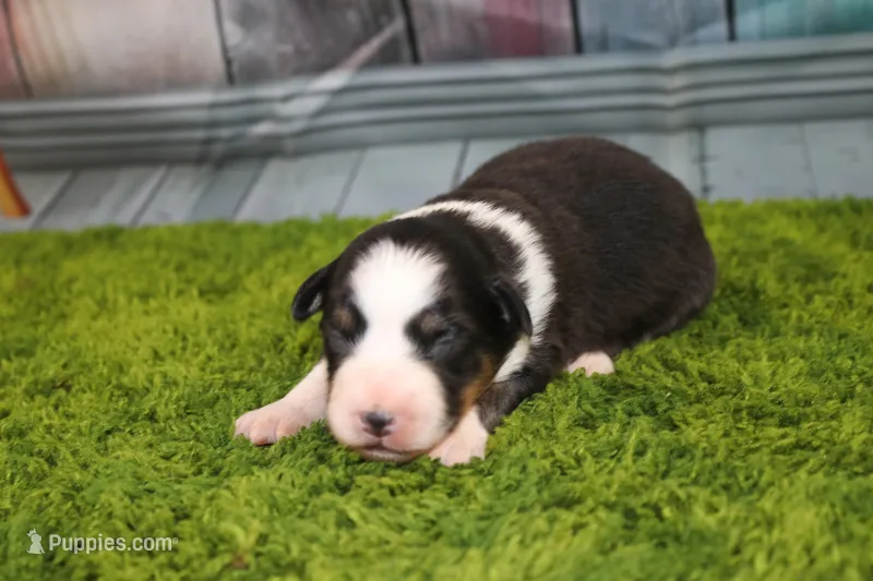Della – Australian Shepherd puppy for sale in Fair Play, MO