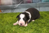 Della, a female Australian Shepherd for sale in Fair Play, MO – Photo 1 of 7