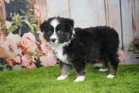 Della, a female Australian Shepherd for sale in Fair Play, MO – Photo 5 of 9