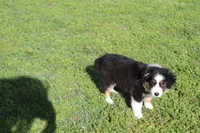 Della, a female Australian Shepherd for sale in Fair Play, MO – Photo 2 of 9