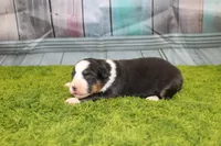 Della, a female Australian Shepherd for sale in Fair Play, MO – Photo 6 of 7