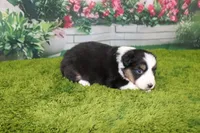 Della, a female Australian Shepherd for sale in Fair Play, MO – Photo 9 of 9