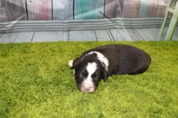 Delta, a female Australian Shepherd for sale in Fair Play, MO – Photo 5 of 10