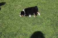 Della, a female Australian Shepherd for sale in Fair Play, MO – Photo 3 of 9