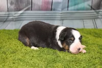 Della, a female Australian Shepherd for sale in Fair Play, MO – Photo 5 of 7