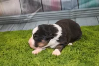 Della, a female Australian Shepherd for sale in Fair Play, MO – Photo 3 of 7