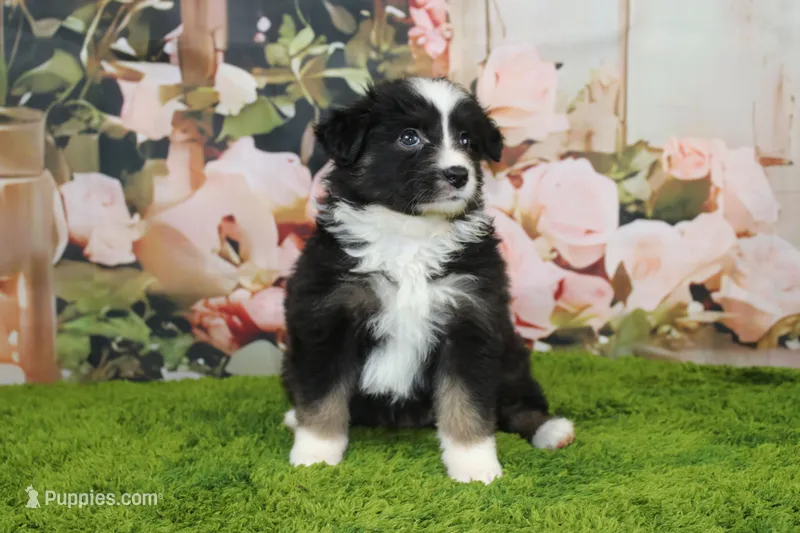 Della – Australian Shepherd puppy for sale in Fair Play, MO