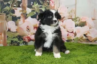 Della, a female Australian Shepherd for sale in Fair Play, MO – Photo 4 of 9