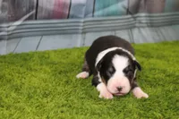 Della, a female Australian Shepherd for sale in Fair Play, MO – Photo 4 of 7