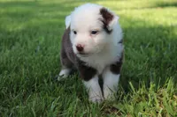 Sheldon, a male Australian Shepherd for sale in Fair Play, MO – 5 of 8