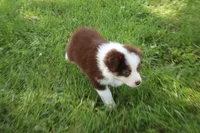 Sandy, a female Australian Shepherd for sale in Fair Play, MO – 5 of 5